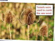  ?? ?? Teasels were used to comb the raw wool.