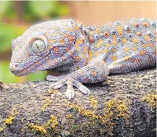  ?? FOTO: FRANK LEHMANN/MAX-PLANCK-INSTITUT/DPA ?? Ein Tokeh Gecko aus Südostasie­n.