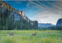  ?? ?? Mule deer graze in Yosemite Valley meadows. Photo: Chris Migeon