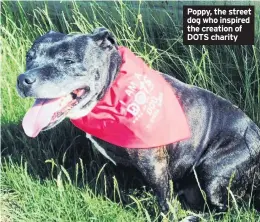  ??  ?? Poppy, the street dog who inspired the creation of DOTS charity