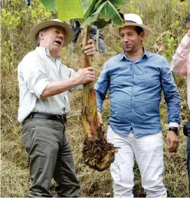  ?? FOTO CORTESÍA PRESIDENCI­A ?? Santos sembró de forma simbólica una mata de plátano en lo que era hasta ahora un cultivo de coca.