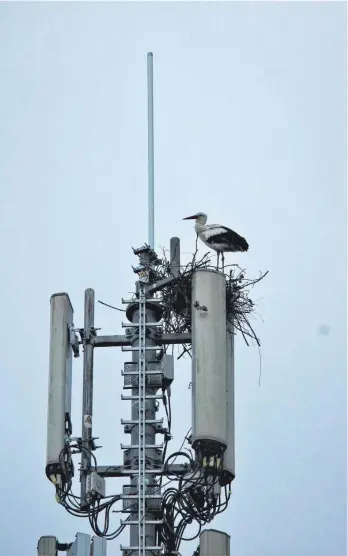  ?? FOTO: BARBARA BRAIG ?? Nestbau über den Antennen: Im Laupheim hat sich ein Storch einen ungewöhnli­chen Platz für seine Behausung gewählt.