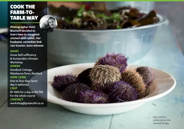  ??  ?? Sea urchins collected on the coastal forage.