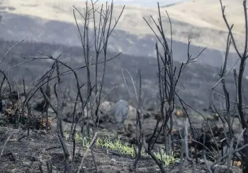  ?? ?? New life pushes through the blackened earth in the Port Hills, almost one month on from the 650 hectare blaze. IAIN MCGREGOR/THE PRESS