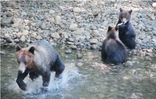  ?? PHOTOS: SHARON LINDORES ?? At the end of summer, grizzlies begin gorging on salmon to get ready for winter.