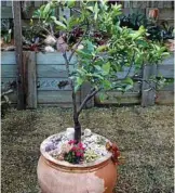  ??  ?? A lovely pot but when the time comes to repot, getting this citrus tree out will present some challenges!