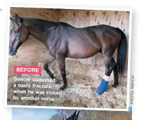  ??  ?? BEFORE Dancer sustained a n asty f racture when he was kicked by another horse