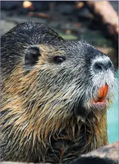  ??  ?? Originally native to subtropica­l and temperate South America, the Coypu has spread far and wide primarily due to escapes from fur farms