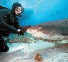  ??  ?? This diver petting a tiger shark may be too close for comfort for most of us, but often it’s not the event we begin to fear, but the anxiety itself.