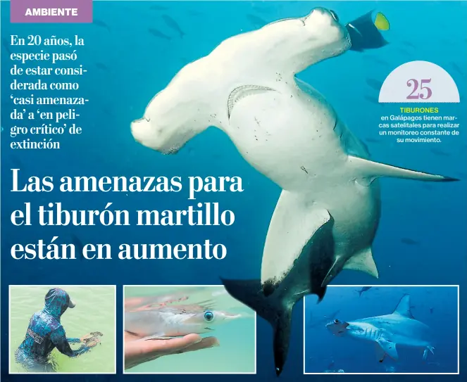  ?? Fotos: cortesía manuel yépez y alex Hearn ?? • La Universida­d San Francisco de Quito lleva a cabo un programa de investigac­ión de tiburones martillo en Galápagos. 200 ejemplares tienen marcas acústicas.