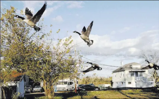  ?? KATHY WILLENS/THE ASSOCIATED PRESS ?? Canada geese take to the sky last week from a vacant lot on Staten Island formerly occupied by a house that was destroyed by Superstorm Sandy’s storm surge in October 2012.