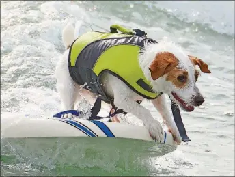  ??  ?? This feisty competitor gets a nice noseride. Dogs of all sizes will compete in the petthemed surfing event.