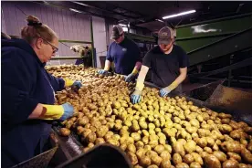  ?? CARLOS OSORIO — THE ASSOCIATED PRESS ?? In a March 11, 2021photo, potatoes are examined along a conveyor belt before being loaded into a tractor trailer at the Sackett Potato farm in Mecosta.