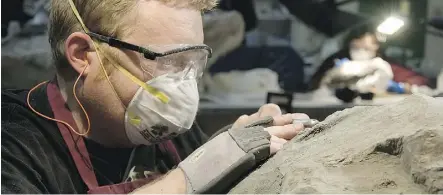  ??  ?? Royal Tyrrell Museum technician Mark Mitchell works on his namesake — nodosaur Borealopel­ta markmitche­llii.