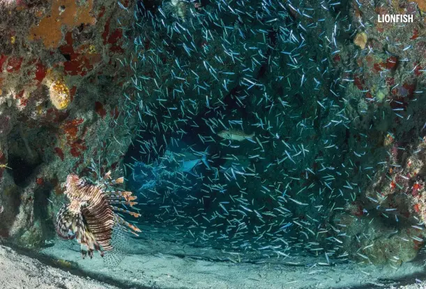  ??  ?? Clockwise from above: lionfish hunt young fish in overhangs; a mural of the invaders’ impact; coral no longer provides safe shelter; dried lionfish tails made into jewellery.