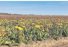  ?? ?? Ist zwar nicht in Düsseldorf, aber die Tulpenfeld­er bei Grevenbroi­ch sorgten bei natha_dwo für Begeisteru­ng.