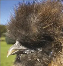  ??  ?? Valeriya’s beak grew unchecked while she was broody and needed a trim.
After a quick trim, her beak was back to size.