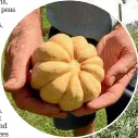  ??  ?? Vivian Gandar, with one of his favourite pumpkin varieties, the Thelma Sanders sweet potato.