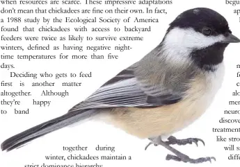  ?? ?? together during winter, chickadees maintain a strict dominance hierarchy.