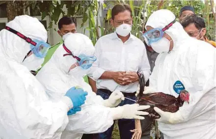  ??  ?? Agricultur­e and Agro-based Industry Minister Datuk Seri Ahmad Shabery Cheek watching as Kelantan Veterinary Services Department personnel examine a chicken in Pasir Mas yesterday.