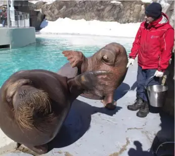  ?? JACQUES BOISSINOT/THE CANADIAN PRESS ?? Walruses Arnaliaq, left, and Samka should give birth by the end of April and at the beginning of June, respective­ly.