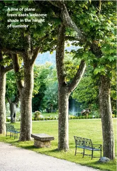  ??  ?? A line of plane trees casts welcome shade in the height of summer