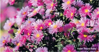  ??  ?? Aster ‘Royal Ruby’