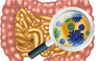  ?? /123RF/Christos Georghiou ?? Inside view: The right microbes in your stomach seem to be important in preventing a number of diseases, research suggests.