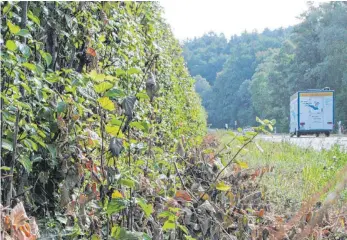  ?? FOTO: SANDRA PHILIPP ?? Der Bodenseekr­eis möchte Grünschnit­t künftig gewinnbrin­gend nutzen, statt für die Entsorgung zu bezahlen.