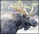  ?? STOCK IMAGE ?? Recently wrapping up its fourth season, Parks Canada says its moose cull inside the Cape Breton Highlands is showing promising preliminar­y results.