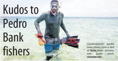  ?? CONTRIBUTE­D ?? Conservati­onist Jayden Lawe returns from a dive at Pedro Bank, Jamaica, with queen conch.