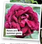  ??  ?? Roses are summer gems