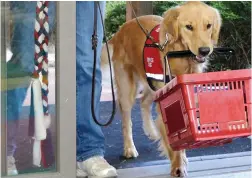  ?? PICTURE: WASHINGTON POST ?? ADEPT: Maverick helps with grocery shopping.