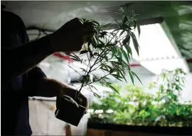  ?? BEN NELMS — BLOOMBERG ?? A grower inspects a cannabis plant at a craft grow operation in Canada last month.