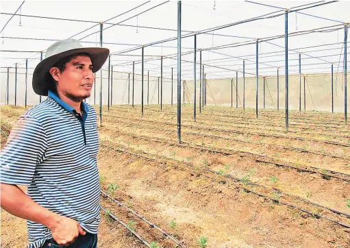  ??  ?? Lugar de producción. Las casas malla son fundamenta­les para la clase de producción de chiles y tomates que realizan los miembros de la cooperativ­a en San Alejo, en La Unión. Una de dos de las estructura­s ya fue levantada, gracias a la cooperació­n de...