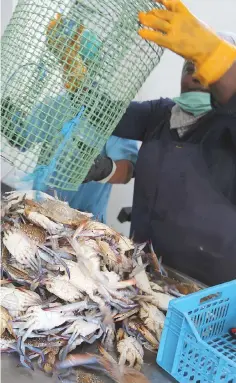  ?? — AFP photos ?? Sorting out crabs at a storage facility in the coastal city of Zarzis.