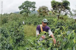  ??  ?? Cosecha manual de café y cacao, dos productos con mucho potencial de cultivo agroecológ­ico en el norocciden­te de Quito.