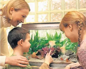  ?? FOTO: IVH ?? Auch für Familien mit kleinen Kindern kann die Anschaffun­g eines Aquariums zu einem spannenden und abwechslun­gsreichen Hobby werden.