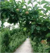  ??  ?? LEFT: Espaliered olive tree. ABOVE: Apple archway. BELOW: Spring apple blossom attracts honey bees.