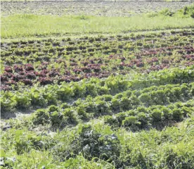  ?? CÓRDOBA ?? Huerta de producción ecológica en la provincia de Córdoba.