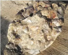  ??  ?? One of Lily Ganshorn’s fossil finds included this array of mollusk shells.