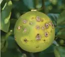  ?? UF/IFAS ?? The owner of a commercial nursery has won a $1.2 million judgment against the Florida Department of Agricultur­e in the latest verdict against the state agency for destroying citrus trees in the 2000s during an attempt to stop the spread of costly tree diseases.