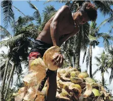  ?? TED ALJIBE/AFP/GETTY IMAGES ?? A farmer prepares to make copra from coconuts at a farm in Hernani, Philippine­s. Output is expected to increase to meet the great demand in foreign countries, including Canada.