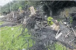  ?? TAIMY ALVAREZ/STAFF PHOTOGRAPH­ER ?? Southwest Ranches officials say the small town known for its dense vegetation and trees was hit harder than most in Hurricane Irma.