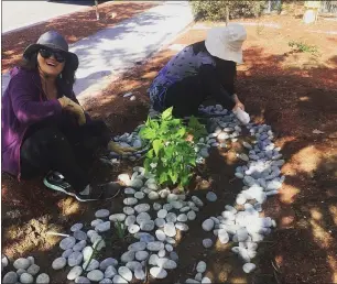  ?? PHOTO BY ANNE GELHAUS ?? Diquon Gong, left, and another volunteer help lay down river rocks in a native garden she and several volunteers planted Feb. 15at West Valley Community Services. Gong is a student in Foothill College’s horticultu­ral program along with project leader Shelkie Tao, founder of Water Efficient Gardens in Cupertino.