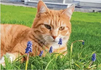  ??  ?? Und noch ein Kater, der sich als Blumenfan outet: Franz aus Illertisse­n macht es sich bequem. Für Anna Gellert ein willkommen­es Fotomotiv. Und Franz scheint’s auch zu gefallen.