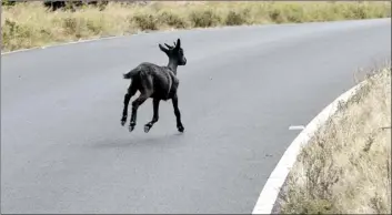  ??  ?? A young goat makes a dash across Piilani Highway in Kaupo