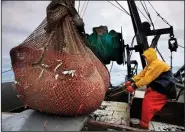  ?? (File Photo/AP/Robert F. Bukaty) ?? James Rich maneuvers a bulging net full of northern shrimp caught in the Gulf of Maine on Jan. 6, 2012.