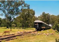  ??  ?? FROM TOP: WILDLIFE-WATCHING; DELUX SUITES COME WITH A LOUNGE AND EN SUITE BATHROOM; MEALS ARE SERVED AMID THE CHARMING VICTORIAN ATMOSPHERE OF THE DINING CARS