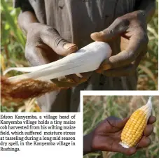  ?? ?? Edson Kanyemba, a village head of Kanyemba village holds a tiny maize cob harvested from his wilting maize field, which suffered moisture stress at tasseling during a long mid season dry spell, in the Kanyemba village in Rushinga.